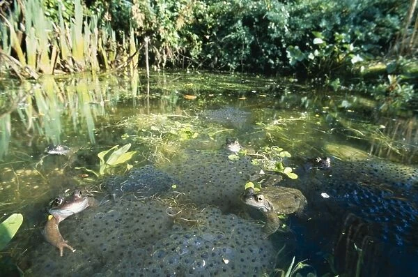 Common Frog - & frog spawn, garden pond. UK