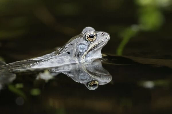 Common Frog - in garden pond - Lower Saxony - Germany
