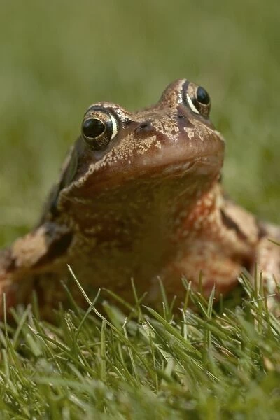 Common Frog - In the grass. The common frog is becoming endangered due to disappearance of rural ponds and increased road casualties. Oxfordshire, England, UK
