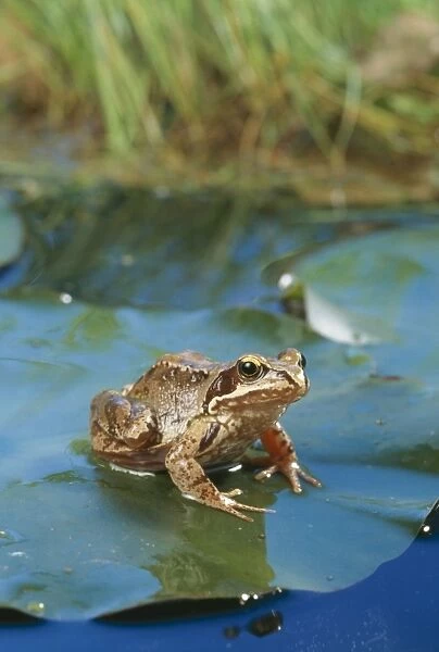 Common Frog JD 8846 Rana temporaria © John Daniels  /  ARDEA LONDON