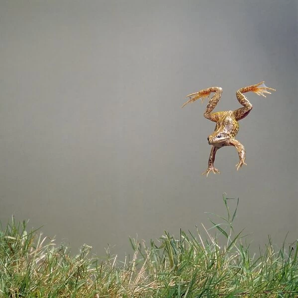 Common Frog - leaping