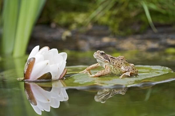 Common frog – on lily pad with reflection Bedfordshire UK 004709