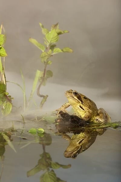 Common Frog - in mist - with reflection - Bedfordshire UK 007666