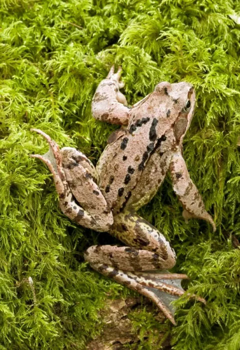 Framed Print : Common Frog - on mossy log in old woodland - Wiltshire - UK Framed Print : Common Frog - on mossy log in old woodland - Wiltshire - UK