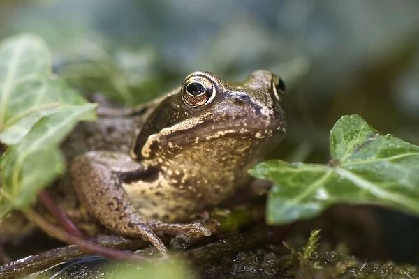 Common Frog Norfolk UK