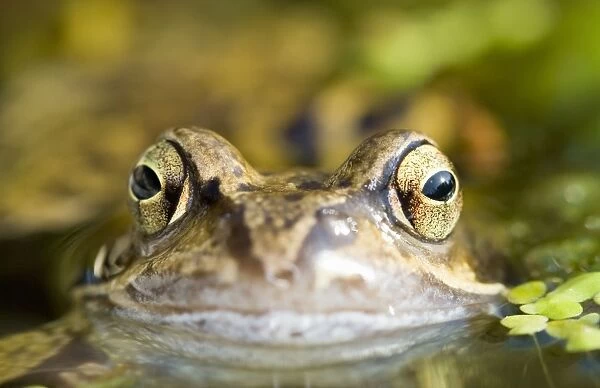 Common Frog Norfolk UK