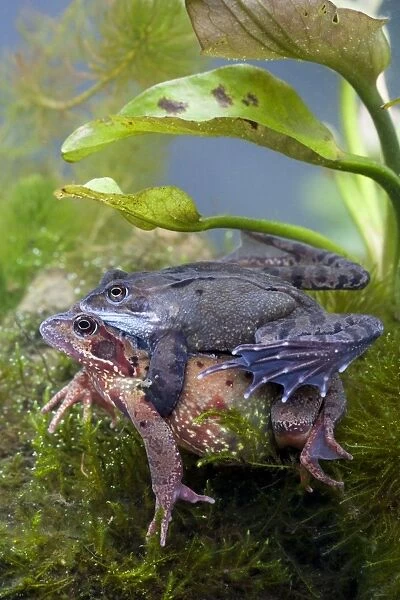 Common frog - Pair in amplexus photographed underwater, Wiltshire, England, UK