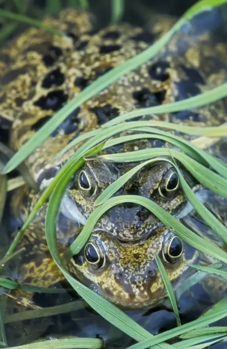 Framed Print : Common Frog - Pair in amplexus - UK Framed Print : Common Frog - Pair in amplexus - UK