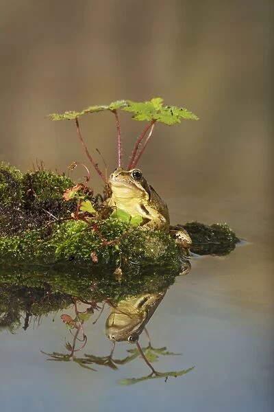 Common Frog - at pond side - with reflection - Bedfordshire UK 007668