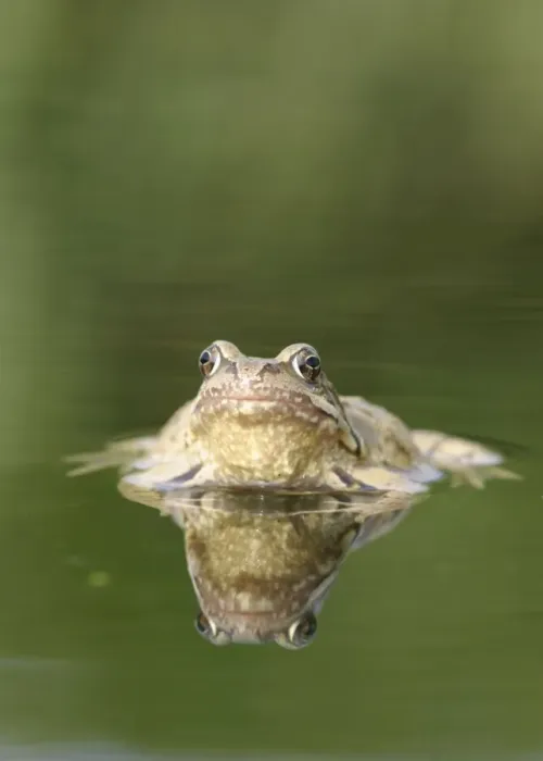 Framed Print : Common Frog - Showing reflection front view Bedfordshire UK 1651