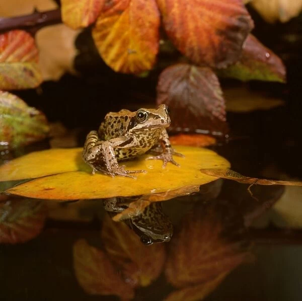 Common Frog - Sitting on leaf with autumn colouring. In water