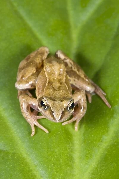 Common Frog Sitting on leaf Norfolk UK