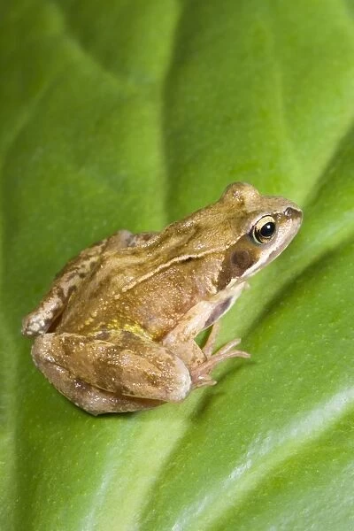 Common Frog - Sitting on leaf Norfolk UK