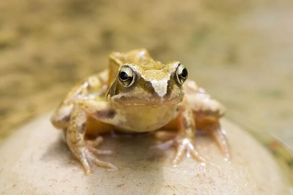 Common Frog Sitting on stone in pond Norfolk UK
