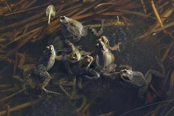 Common Frog - spawning in pond - Essex - UK RE000241