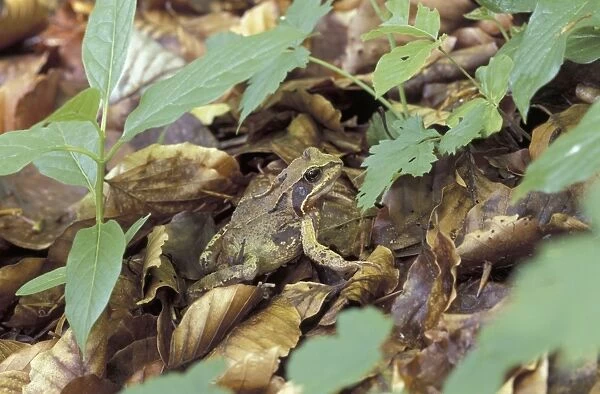 Common Frog - Switzerland