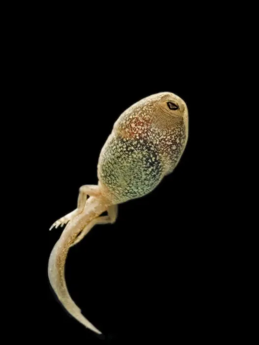 Framed Print : Common frog – tadpole 14 weeks – showing hind legs Bedfordshire UK 004762m Framed Print : Common frog – tadpole 14 weeks – showing hind legs Bedfordshire UK 004762m