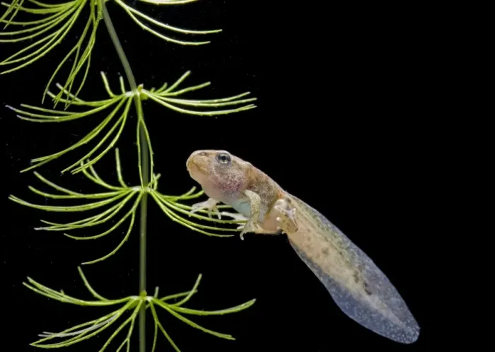 Framed Print : Common frog tadpole with 2 legs Bedfordshire UK 005180 Framed Print : Common frog tadpole with 2 legs Bedfordshire UK 005180