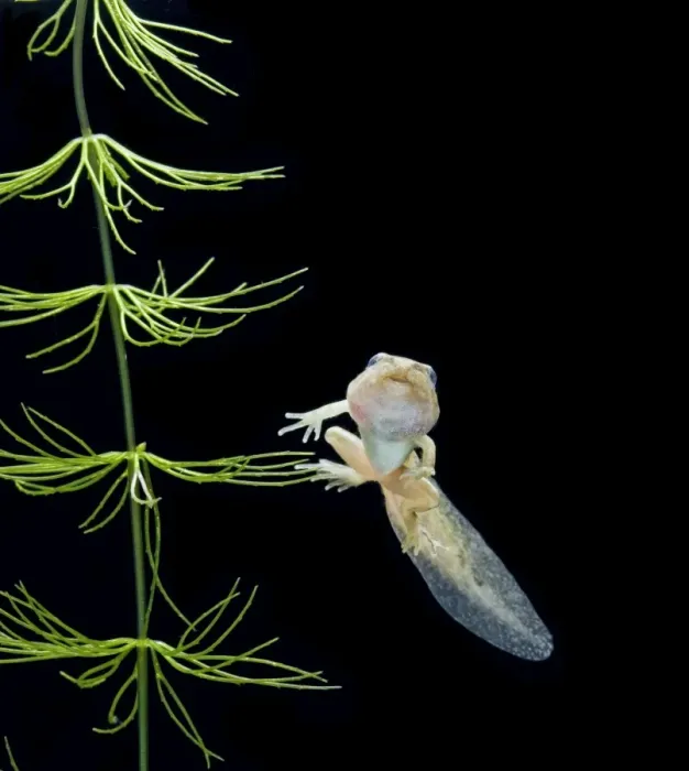 Framed Print : Common frog tadpole with 2 legs Bedfordshire UK 005191 Framed Print : Common frog tadpole with 2 legs Bedfordshire UK 005191