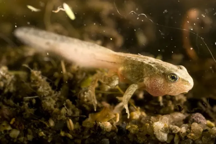 Framed Print : Common Frog tadpole. Late stage with legs. UK Framed Print : Common Frog tadpole. Late stage with legs. UK