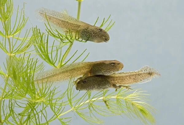 Common frog – tadpoles 14 weeks – showing hind legs Bedfordshire UK 004774