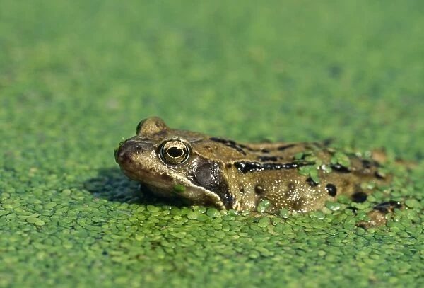 Common Frog - In water, Lincolnshire, UK
