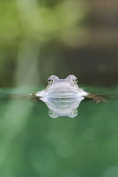 Common Frog - In water, front view close up Bedfordshire UK 1565