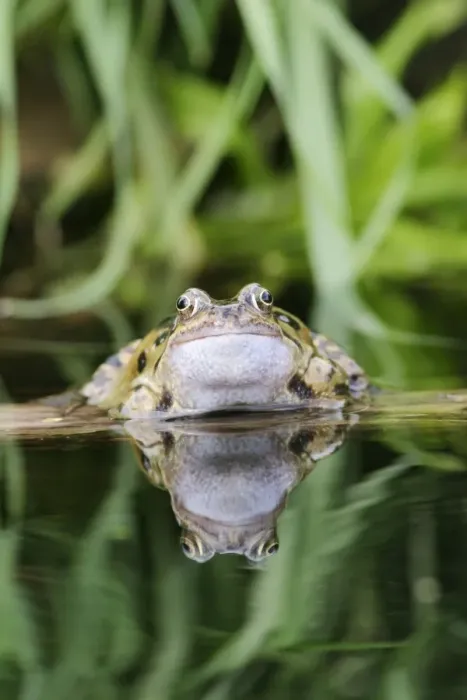 Framed Print : Common Frog - In water, front view, close up calling Bedfordshire UK 1580 Framed Print : Common Frog - In water, front view, close up calling Bedfordshire UK 1580