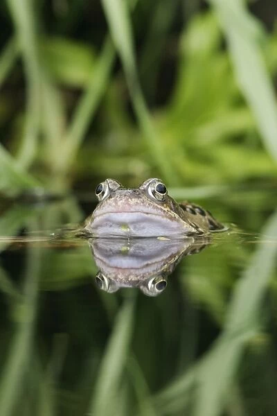 Common Frog - In water, front view close up, calling Bedfordshire UK 1571
