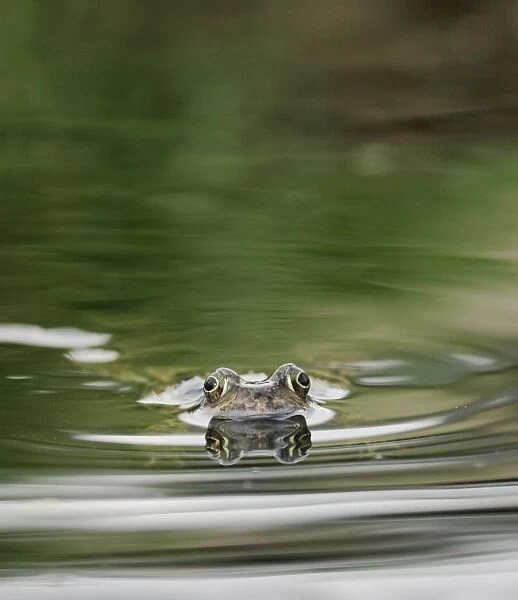 Common Frog - In water, front view, swimming Bedfordshire UK 1576
