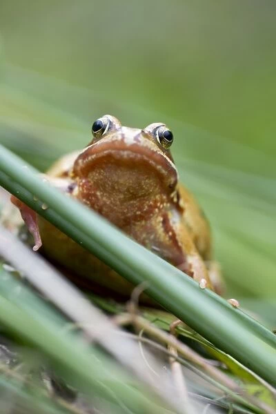 Common Frog - Yellow Variant - Cornwall - UK