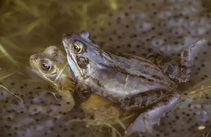 Framed Print : Common Frogs - Mating, frogspawn Framed Print : Common Frogs - Mating, frogspawn