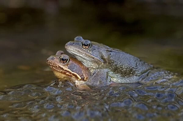 Common Frogs - mating in garden pond amongst frog spawn - March - Cannock - Staffordshire - England