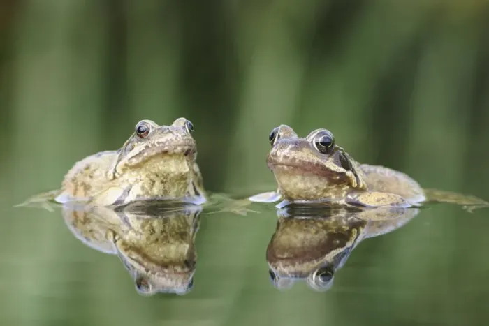 Framed Print : Common Frogs - Two showing reflections. Bedfordshire UK 1647 Framed Print : Common Frogs - Two showing reflections. Bedfordshire UK 1647