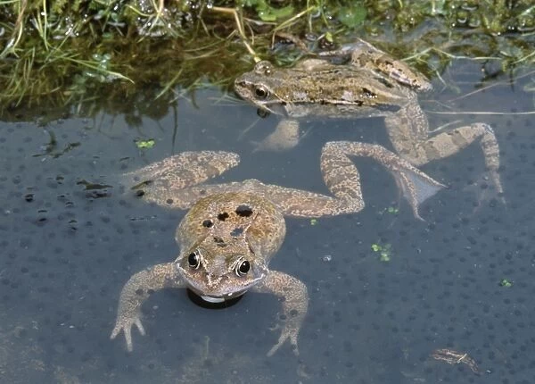 Common Frogs - In spawn