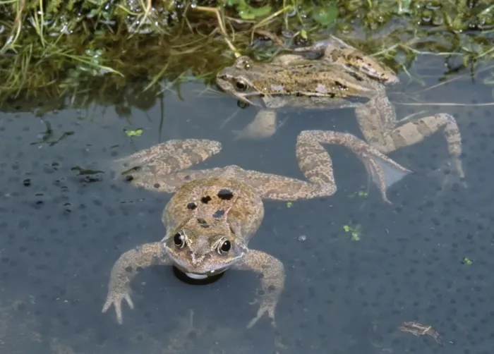 Framed Print : Common Frogs - In spawn