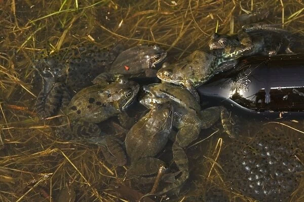 Common Frogs - UK - males attempting to mate with bottle - The common frog is one of the most widespread amphibians in Northern Europe occurring in Britain - Spain and Western Europe to Scandanavia - Russia