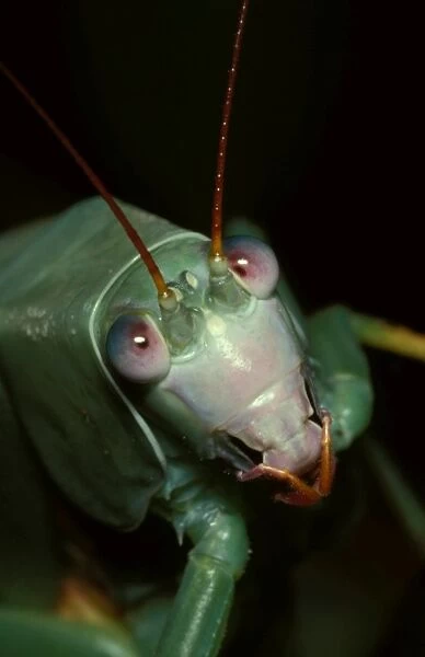 Common garden katydid - face of late-stage nymph