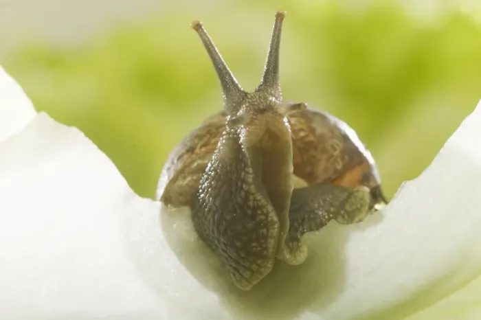 Framed Print : Common Garden Snail On lettuce Framed Print : Common Garden Snail On lettuce