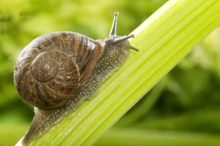 Framed Print : Common Garden Snail On stalk Framed Print : Common Garden Snail On stalk