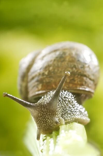 Common Garden Snail On stalk