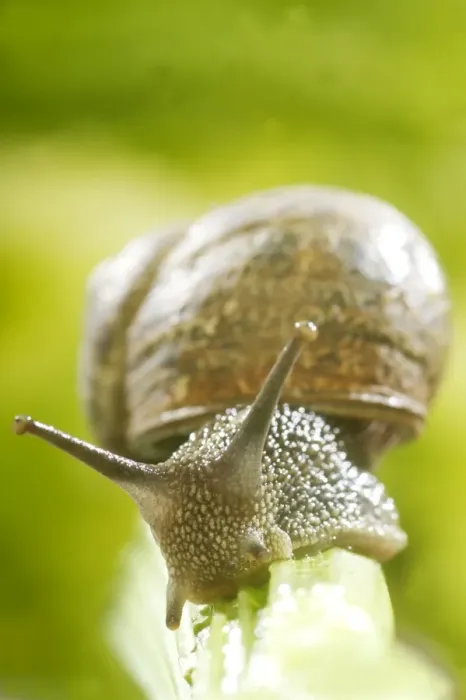 Framed Print : Common Garden Snail On stalk Framed Print : Common Garden Snail On stalk