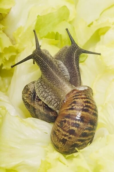 Common Garden Snails Mating on lettuce leaf