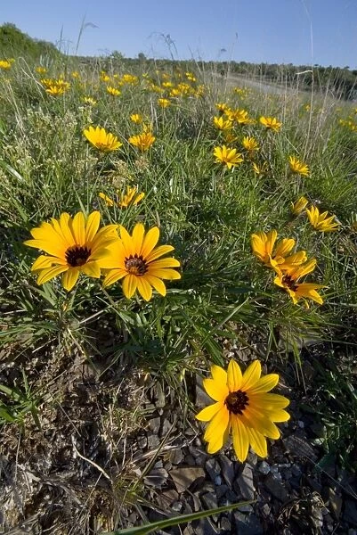 Common Gazania - flowering on road verge. Flowers can be eaten raw. Plant has medicinal qualities. Occurs in stony grasslands and along roadsides. Grahamstown, Eastern Cape Province, South Africa
