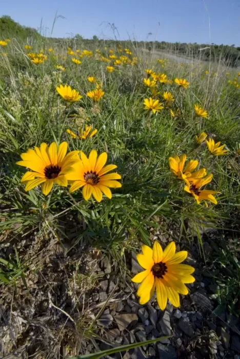 Framed Print : Common Gazania - flowering on road verge. Flowers can be eaten raw. Plant has medicinal qualities. Occurs in stony grasslands and along roadsides. Grahamstown, Eastern Cape Province, South Africa
