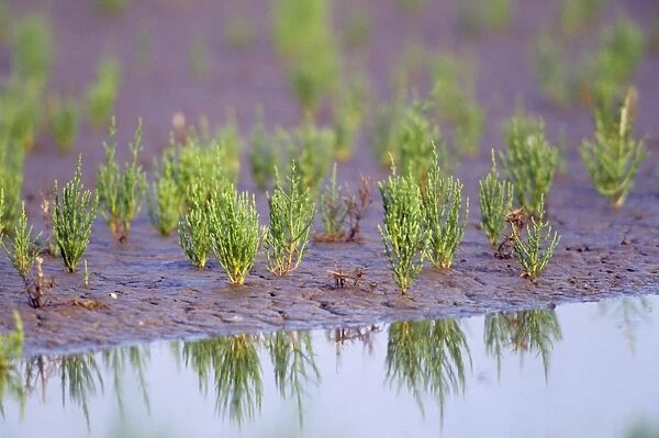 Common Glasswort  /  Marsh Samphire - at water's edge