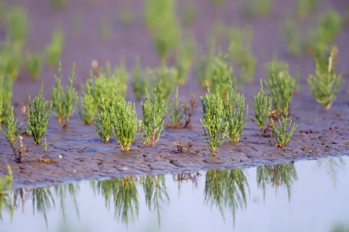 Framed Print : Common Glasswort / Marsh Samphire - at water's edge Framed Print : Common Glasswort / Marsh Samphire - at water's edge