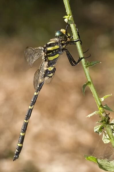 Common Goldenring  /  Golden-ringed Dragonfly - male