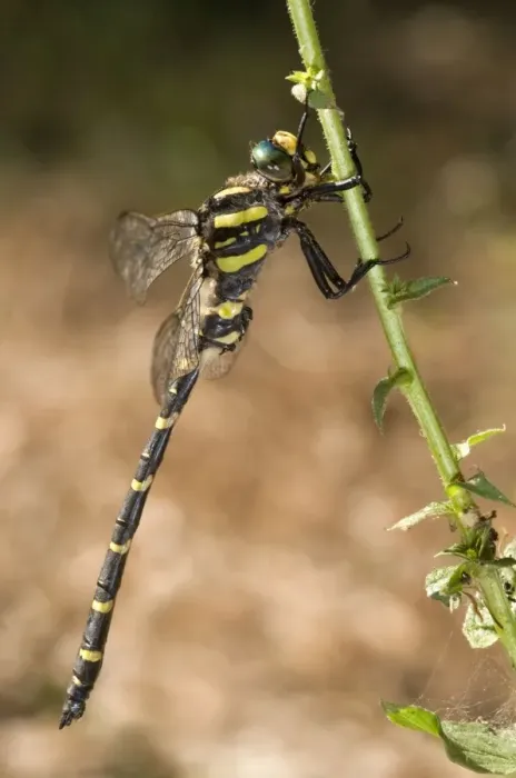 Framed Print : Common Goldenring / Golden-ringed Dragonfly - male Framed Print : Common Goldenring / Golden-ringed Dragonfly - male
