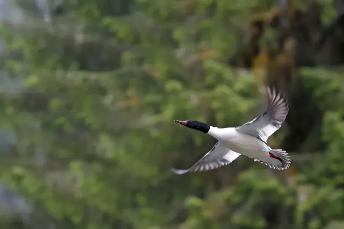 Framed Print : Common Goosander - male in flight. Khuzemateen Grizzly Bear Sanctuary - British Colombia - Canada Framed Print : Common Goosander - male in flight. Khuzemateen Grizzly Bear Sanctuary - British Colombia - Canada